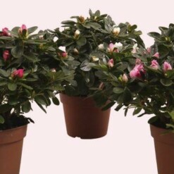 Azalea perinteinen lajike runsas  keskikoko