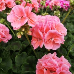 Pelargoni lohenpunainen