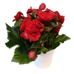 Ruusubegonia eri värejä