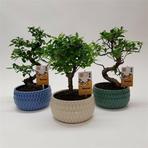 Bonsai eri lajeja P15 keraaminen ruukku