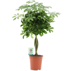 Schefflera arb. 'Nora' siroliuska-aralia P19