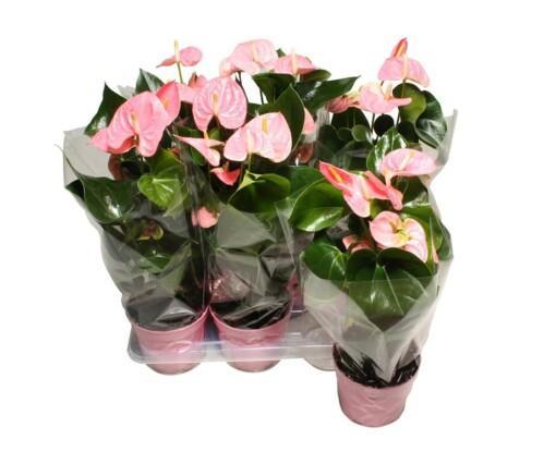 Anthurium andr. 'Sweet Leny' P17 Flamingonkukka