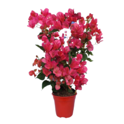 Ihmeköynnös, Bougainvillea vaaleanpunainen P21, 70-75 cm, kehikossa