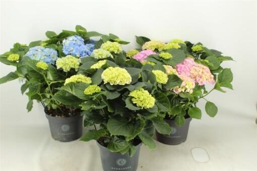 Patiohortensia vaaleanpunainen 23 cm ruukku 12+ kukkaa