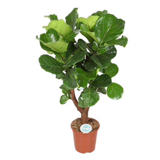 Ficus lyrata lyyraviikuna rung. 130-140 cm P27