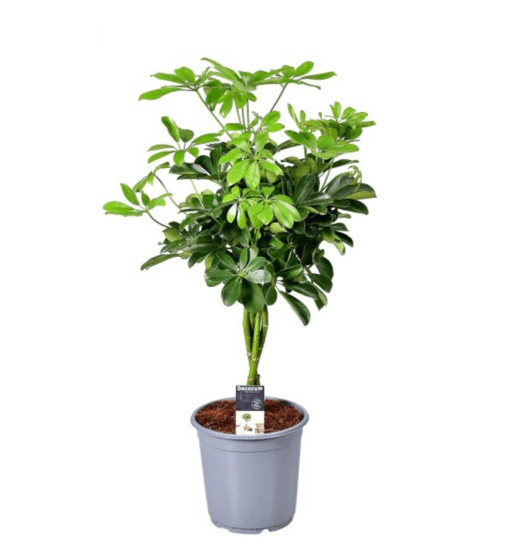 Schefflera arb. 'Compacta', siroliuska-aralia 75-80 cm