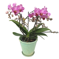 Phalaenopsis Orkidea 'Boquetto-Delight', 3-5 vanaa, matala malli