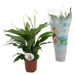 Spathiphyllum 'Sweet Silvio' P14 viirivehka