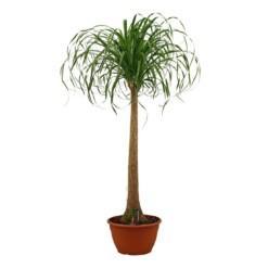 N. recurvata, pullojukka 120 cm, R 30 cm