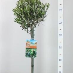 Olea europeana P19 90-95 cm Oliivipuu