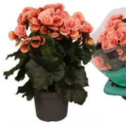 Ruusubegonia 'Borias' vaaleanpunainen