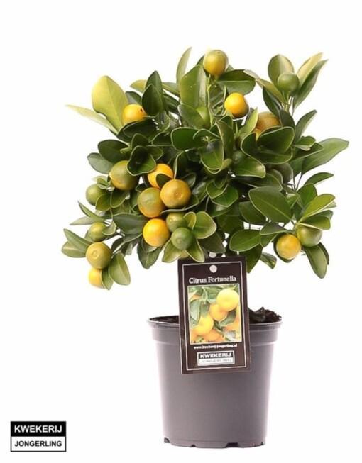 Citrofortunella 'Calamondin' P12 rungollinen Kääpiösitrus