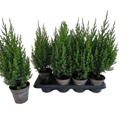 Juniperus chinensis 'Stricta' P13 kiinankataja