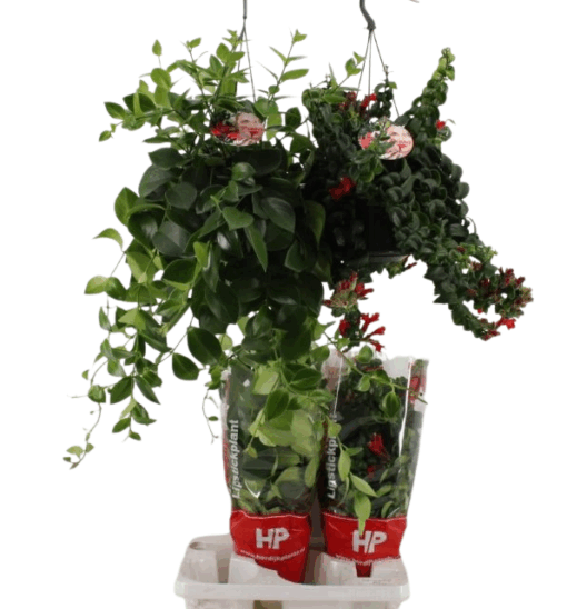 Aeschynanthus mix P 15 soihtuköynnös