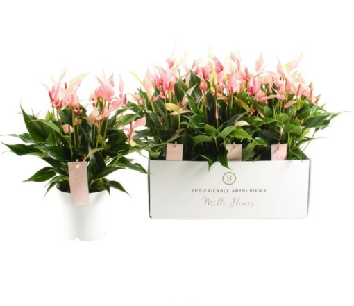 Flamingonkukka 'Lilli' P12