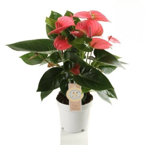 Flamingonkukka, Anthurium andraeanum, Vaaleanpunainen