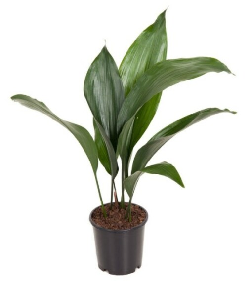 Aspidistra elatior P13 tuonenkielo