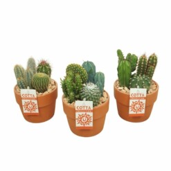 Cactus-istutus P12