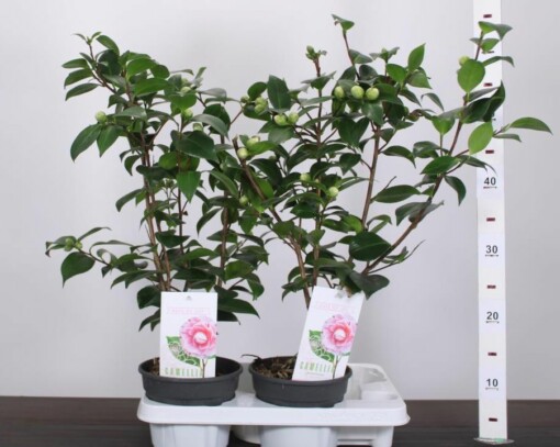 Camellia j. 'Bonomiana' Kamelia P15