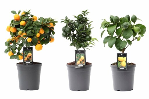 Citrus mix rungollinen eri lajikkeita