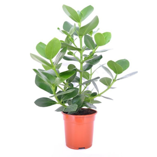 Clusia rosea 'Princess' P17 kuristajaklusia eli valefiikus