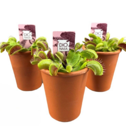 Dionaea muscipula 'Venus Flytrap' kärpäsloukku P7 saviruukku