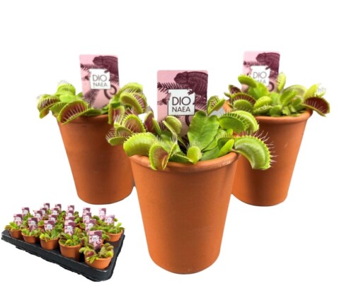 Dionaea muscipula 'Venus Flytrap' kärpäsloukku P7 saviruukku