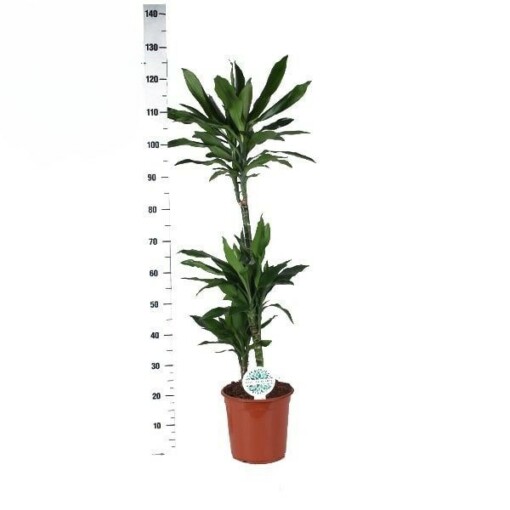 Dracaena fragrans ´Janet Lind´ traakkipuu 125cm kolme runkoa