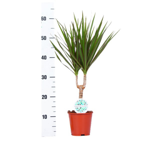 Dracaena marginata P14 reunustraakkipuu