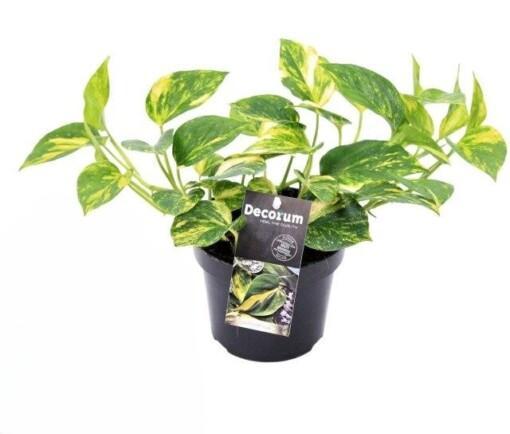 Epipremnum pinnatum kultaköynnös 'N 'Joy Gold'