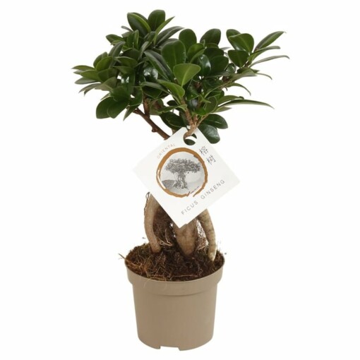 Ficus microcarpa 'Ginseng' P9