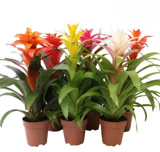 Guzmania 'Cupcake' mix P12 mix värit timanttiananas