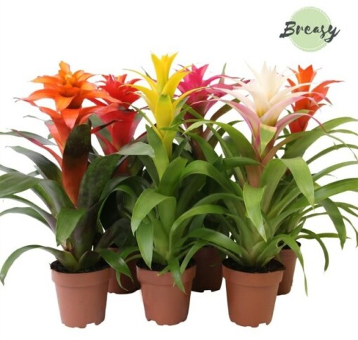 Guzmania 'Cupcake' mix P12 mix värit timanttiananas