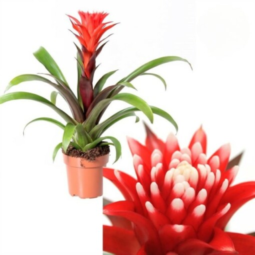 Guzmania 'Hope' timanttiananas punainen