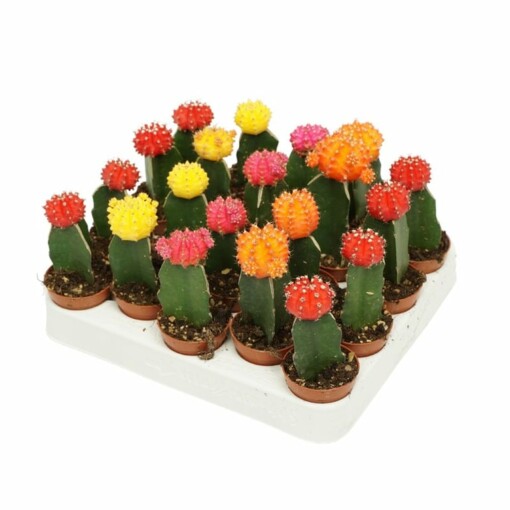 Gymnocalycium mix P5,5 pallerokaktus