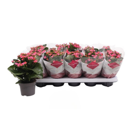 Tulilatva pinkki p10.5 Kalanchoe