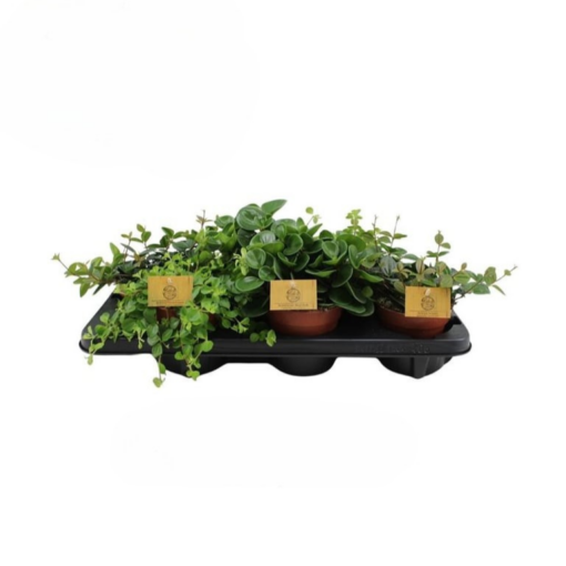 Peperomia eri lajikkeita P12 muorinkukka
