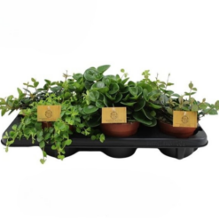 Peperomia eri lajikkeita P12 muorinkukka