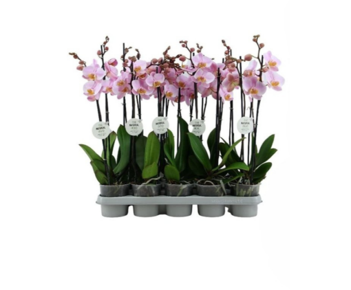 Phalaenopsis Eco pink P12