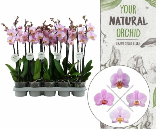 Phalaenopsis 'YNO' pink P12 Perhosorkidea