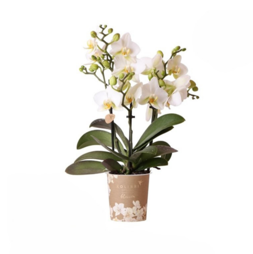 Phalaenopsis orkidea 'Lausanne' P9