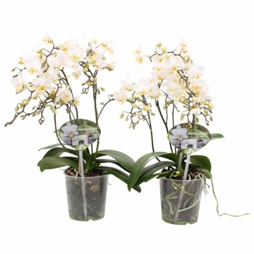 Phalaenopsis (mult) 'Soft Cloud' P12