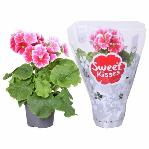 Huone-esikko Primula 'Sweet Kisses' vaaleanpunainen