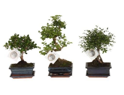 Bonsai eri lajeja P15