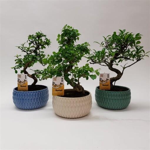 Bonsai eri lajeja P18