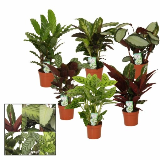 Calathea mix P12 eri lajikkeita nukkumaija