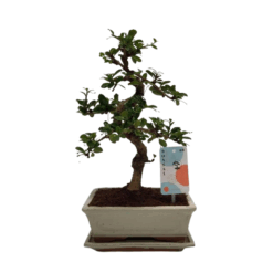 Bonsai Carmona retusa P20 keraaminen ruukku