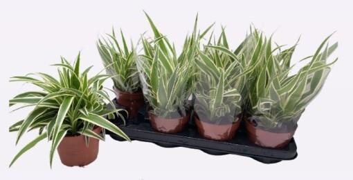 Chlorophytum com. 'Vittatum' P13 rönsylilja
