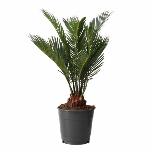 Cycas revoluta P12 käpypalmu