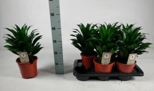 Dracaena fr. ´Compacta´ P17  traakkipuu 40 cm